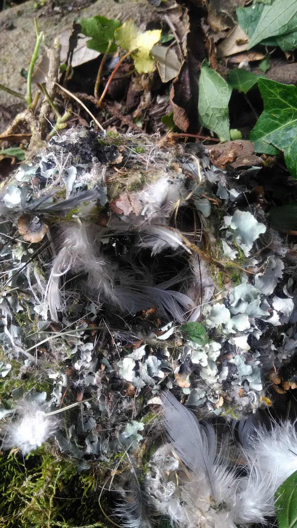 Nido (predato) di fringuello